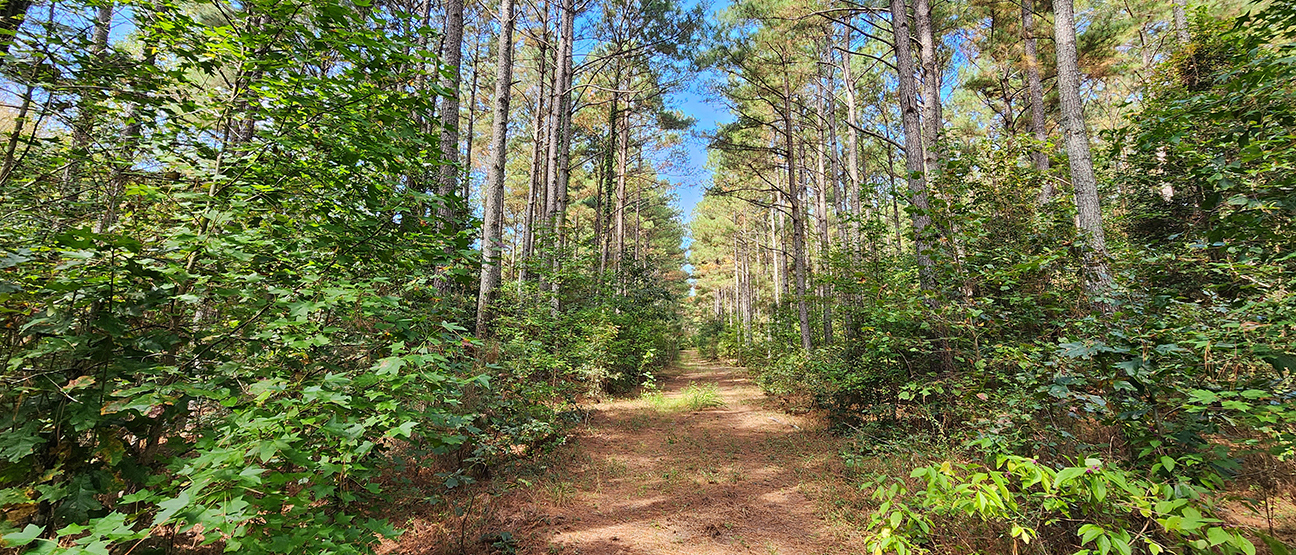 Maynards Store Road