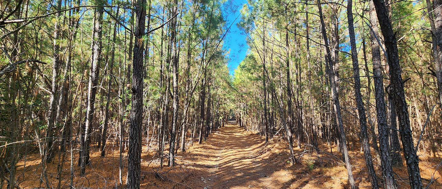 Shepherds Road